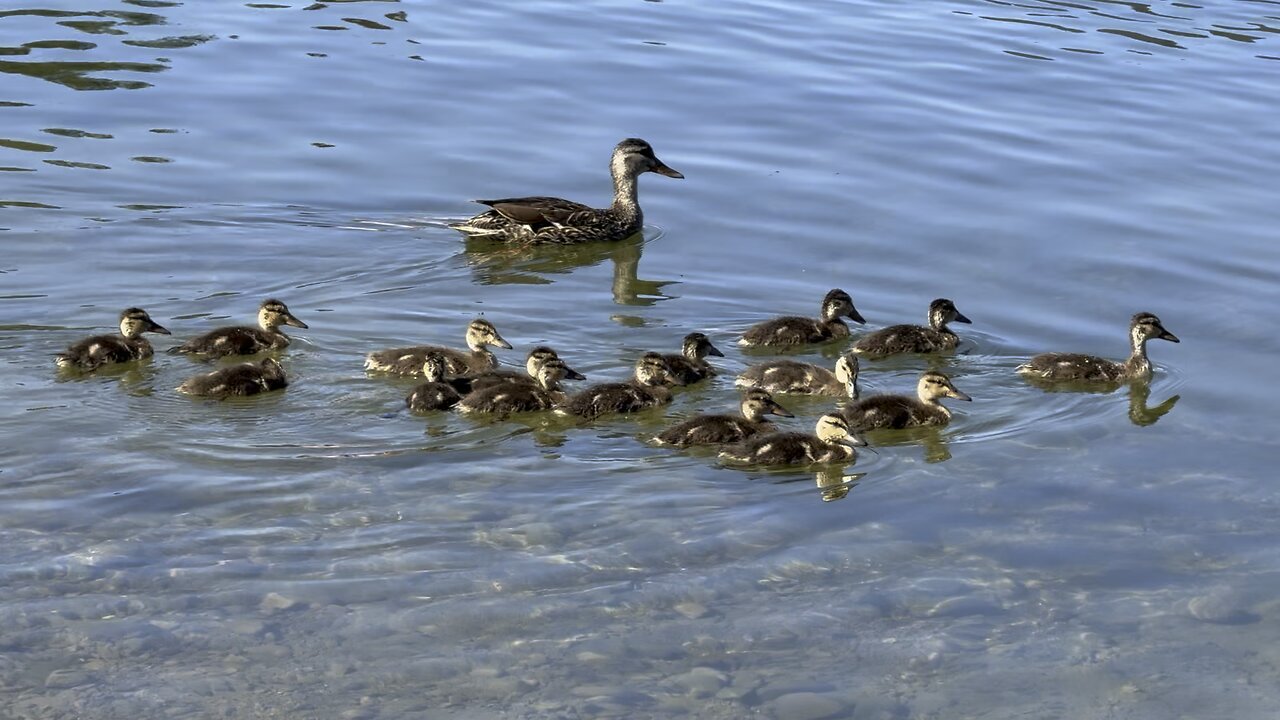 So Many Baby Ducks With One Duck Mom at Jackson Lake Wyoming Grand Teton National Park
