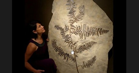 Facebook Fossil Plants