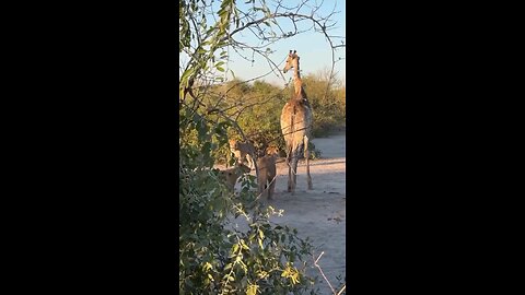 giraffe kick lion so hard away