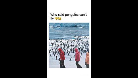 Penguins can also Fly 🕊️🕊️