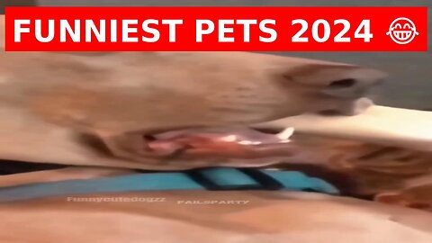 Funniest Cats & Dogs 2024 😂 | Try Not to Laugh Challenge #135 #Shorts