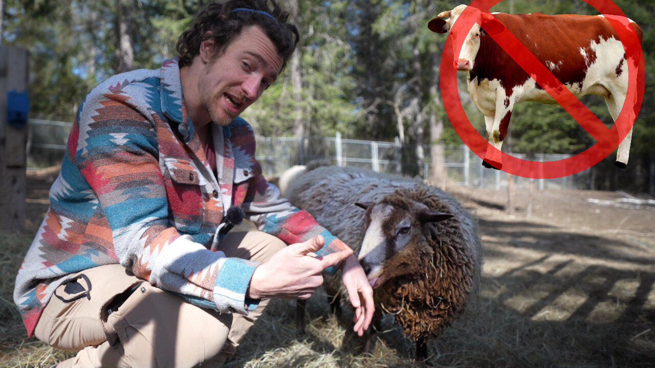 Sheep are better than cattle