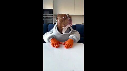dog eating food