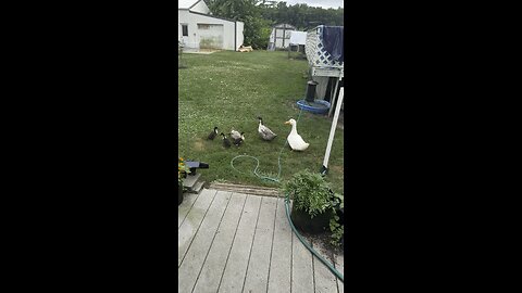 Ducklings