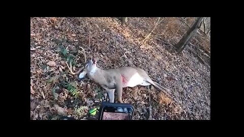 矢と鹿のリカバリー Walking up to see the buck I just shot