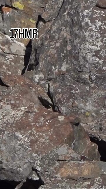 Waylon on these squirrels