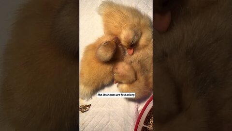 The ducks ran after the girl all the way home and she became their mom