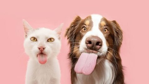 Funny animal video