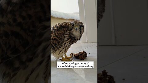 The falcon fell right on the road for the damaged wing and the men saved it