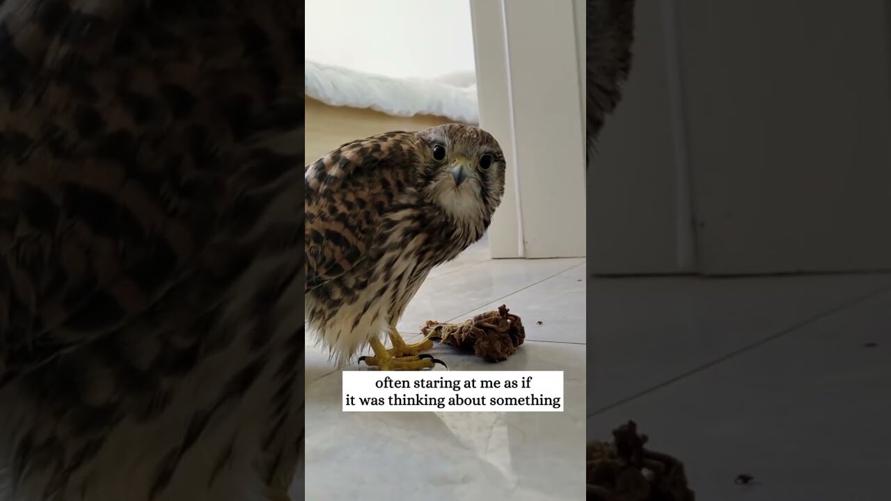 The falcon fell right on the road for the damaged wing and the men saved it