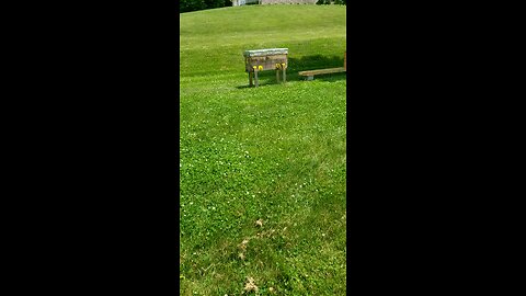 Another Bee Swarm