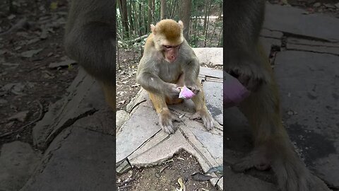 Check the cleanliness of the monkeys in the sanctuary