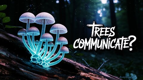 Forest Internet & Human Intuition: The Networks Saving Our World