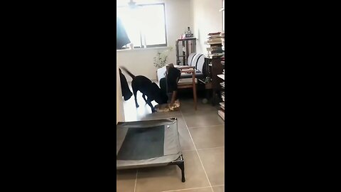 pet's Fun fighting complition