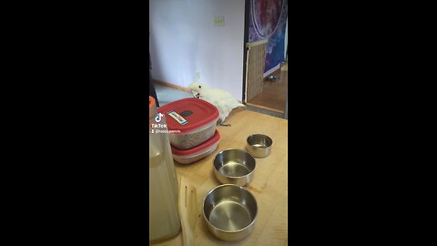 Helping In The Kitchen