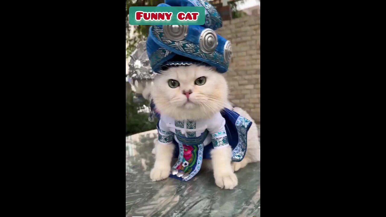funny video..fynny cats...funny animals