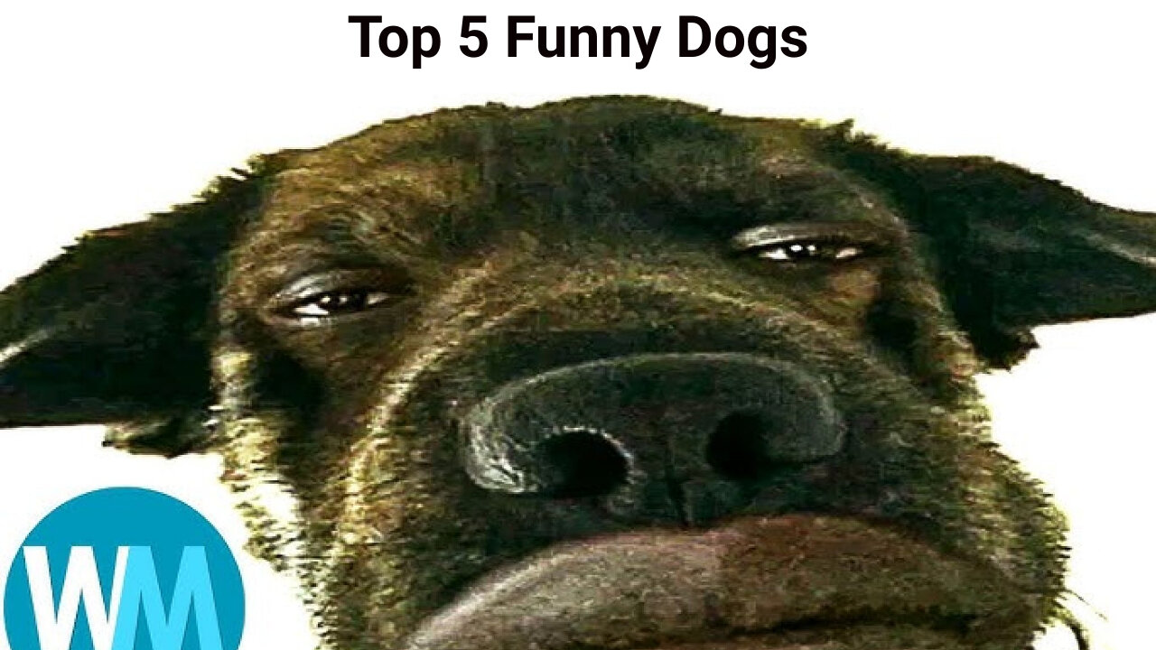 Top 5 Funny Dogs