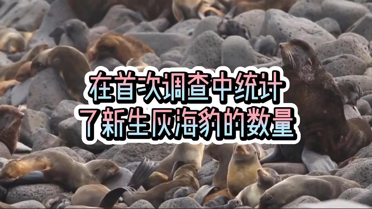 在首次调查中统计了新生灰海豹的数量