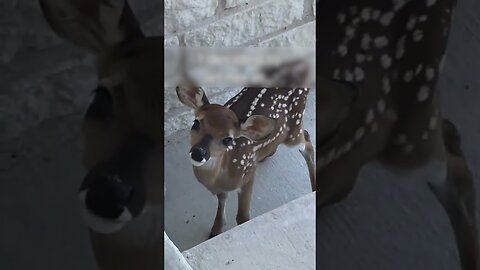 The cat brought an unusual friend home and thats what came out of it
