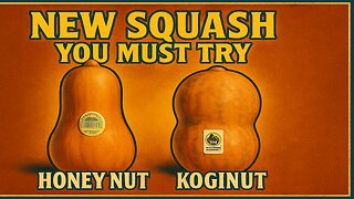 Honey Nut & Koji Nut Squash: The New Flavor Bombs of Fall! | The Produce Pair