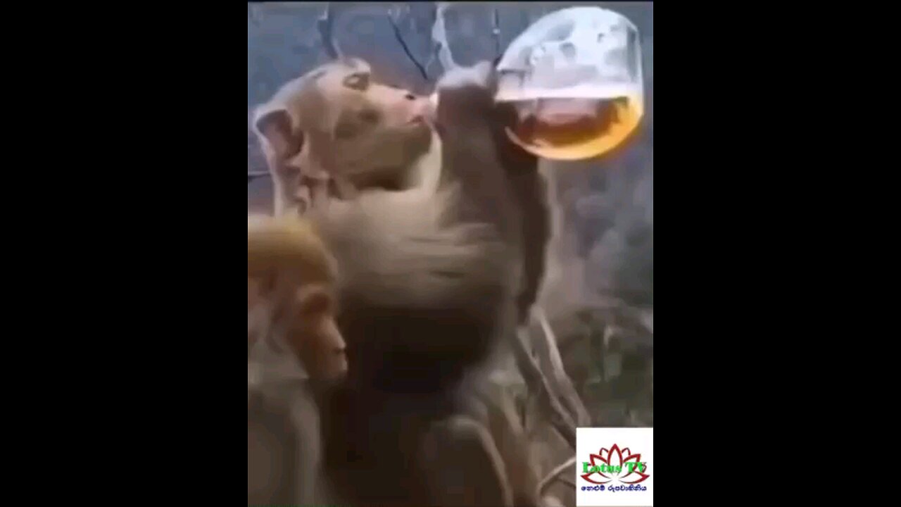 alcoholic life is not good