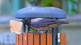 If At First You Don't Succeed, Try, Try Again. Hooded Crow Tenacity