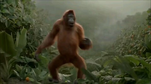 Monkey Dance