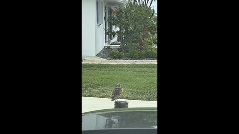 Baby Burrowing Owls Day 20 Out