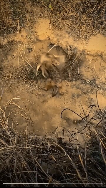 Lizhipeng_Li___So_brave_ #funnyanimals #ViralMoments #petlove #cutedog #trendingnow