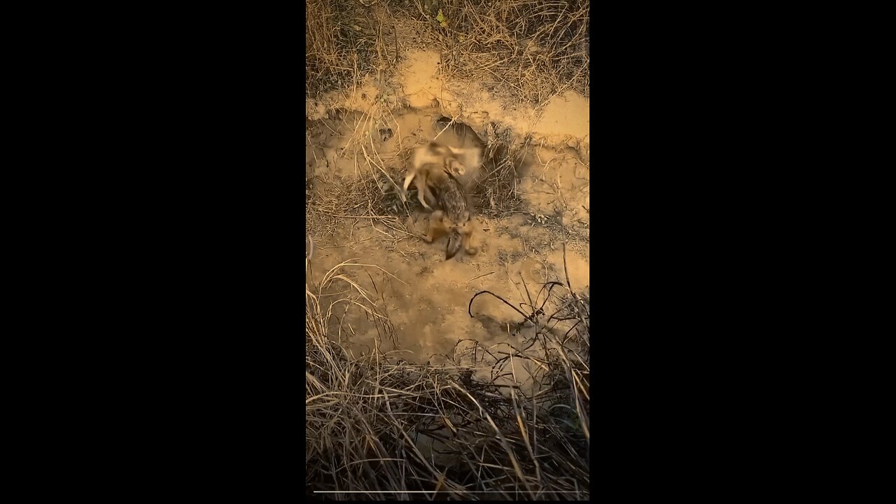Lizhipeng_Li___So_brave_ #funnyanimals #ViralMoments #petlove #cutedog #trendingnow