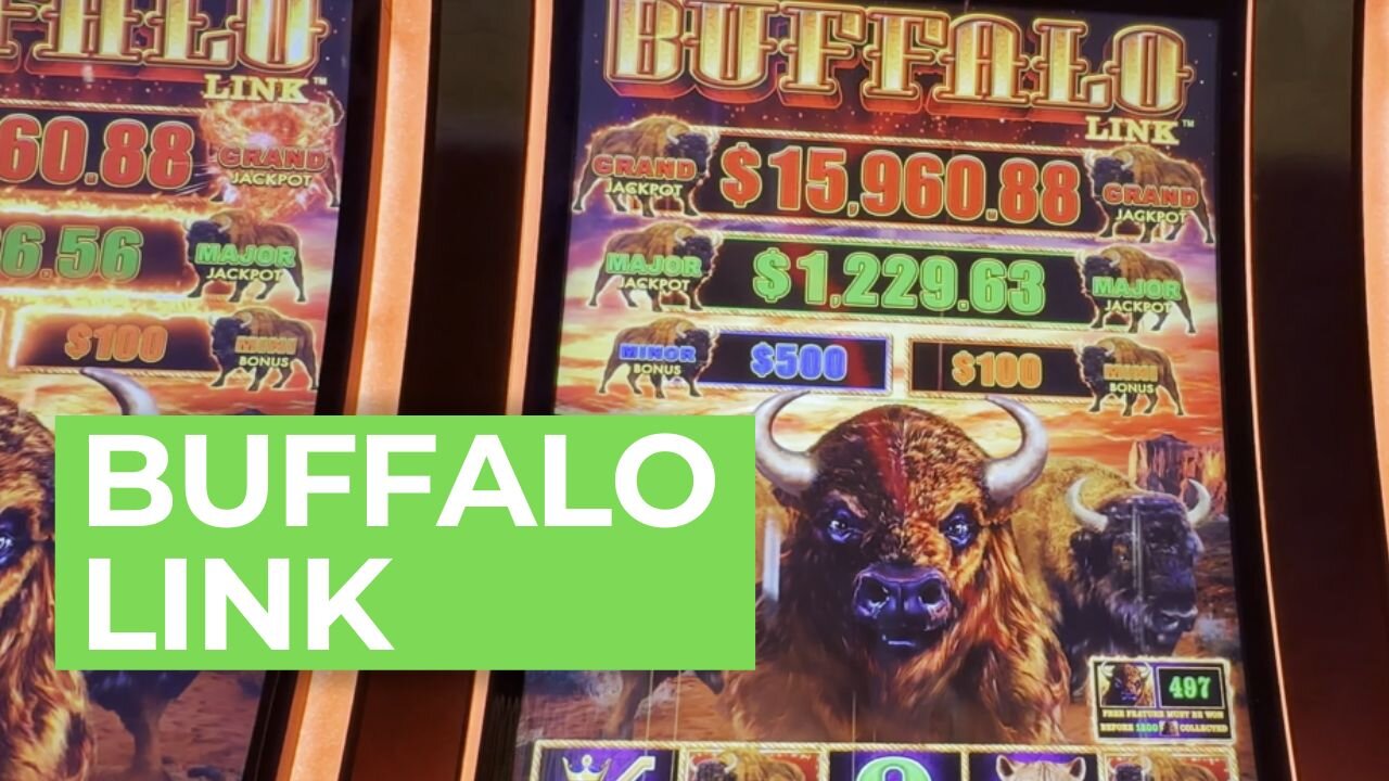 Buffalo Link at Margaritaville 🎰⚡️🎰
