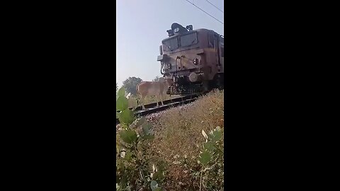 Ox next to the Train