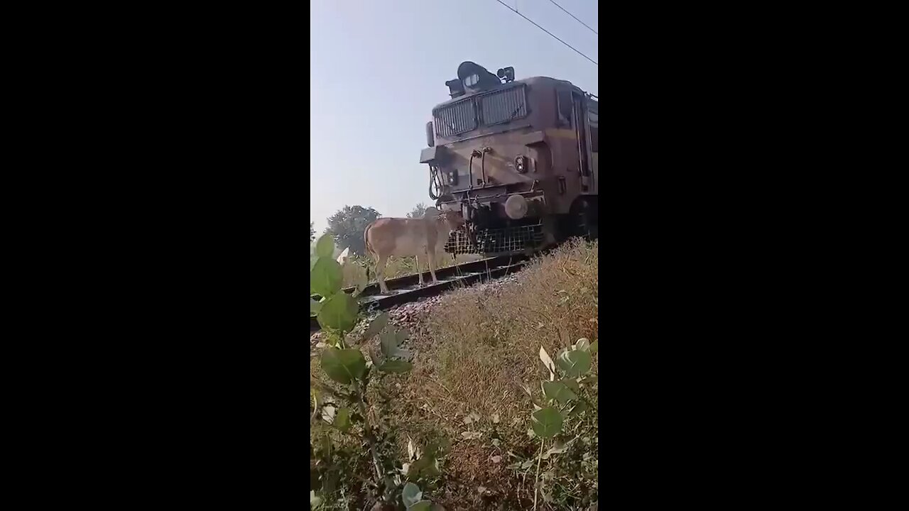 Ox next to the Train