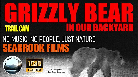 Trail Cam: Grizzly Bear in Our Backyard