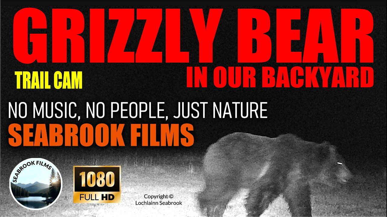 Trail Cam: Grizzly Bear in Our Backyard