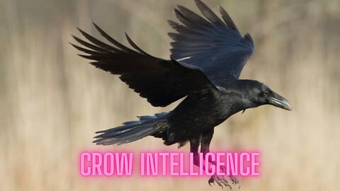 Why Crows Are Smarter Than You Think: Incredible Crow Intelligence Explained | AMZG Animals
