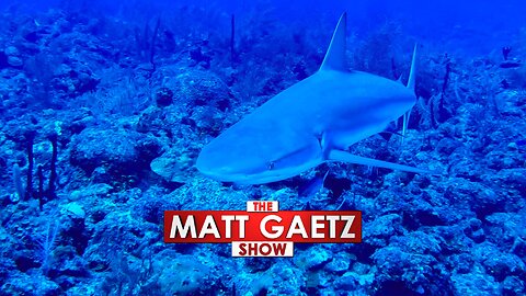 Could Criminals Be Using Shark Poaching to Fund Other Crimes?