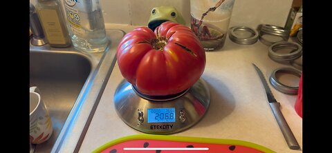 How I save my tomato seeds