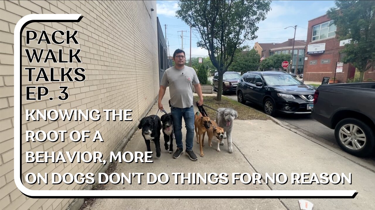 Knowing The Root Of A Behavior, Seeing Understanding The World As A Dog Does Pack Walk Talks Ep. 3