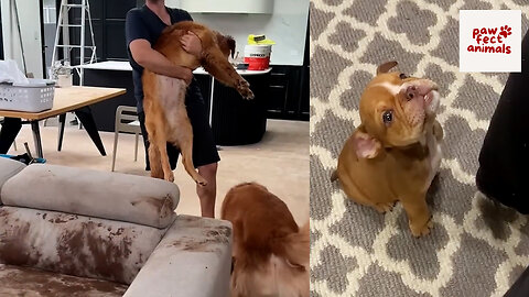 Dog Makes Muddy Mess 😮🤣 FUNNIEST Animal Videos 2025