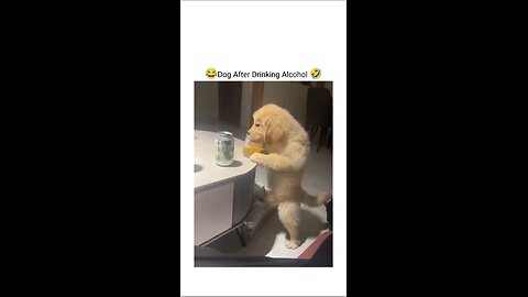 funny dog video 😅🤣🤣🐕