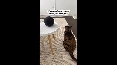 Funny Cat Shot Viral Clip😼😽🙀😿😸