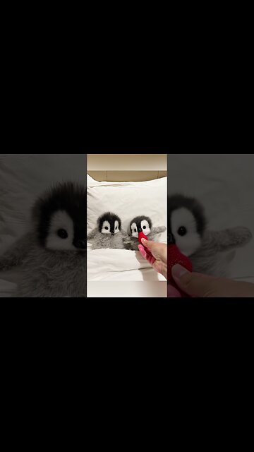 These penguins are so cute!