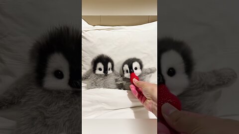 These penguins are so cute!