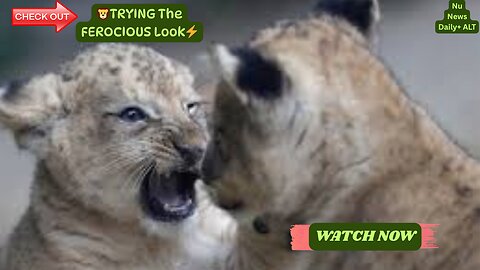🦁 Roaring Comeback! Rare Barbary Lion Quartet Born in Czech Zoo! 🎉