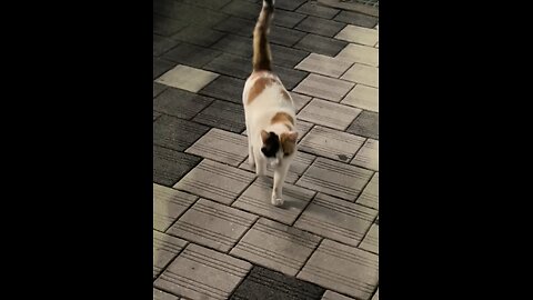Cute street cat climbing up the stairs