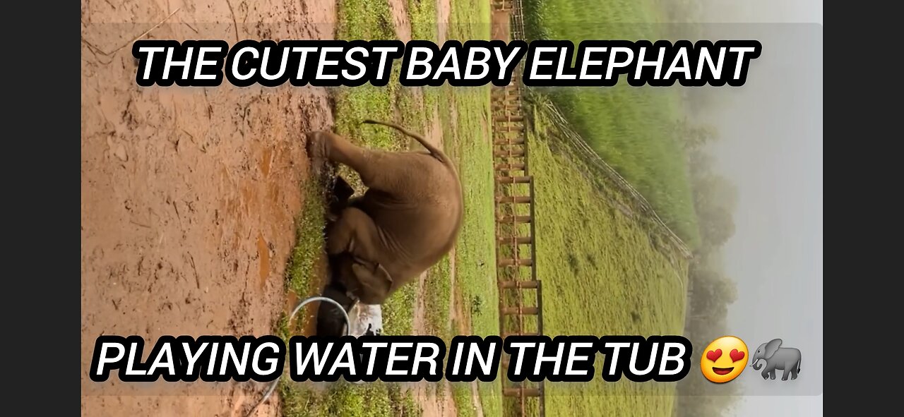 The cutest baby elephant playing water in the tub 😍 🐘