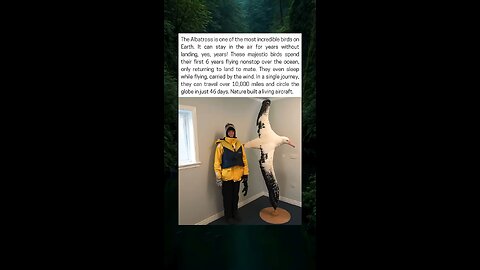 Albatross, The Bird That Flies For Years