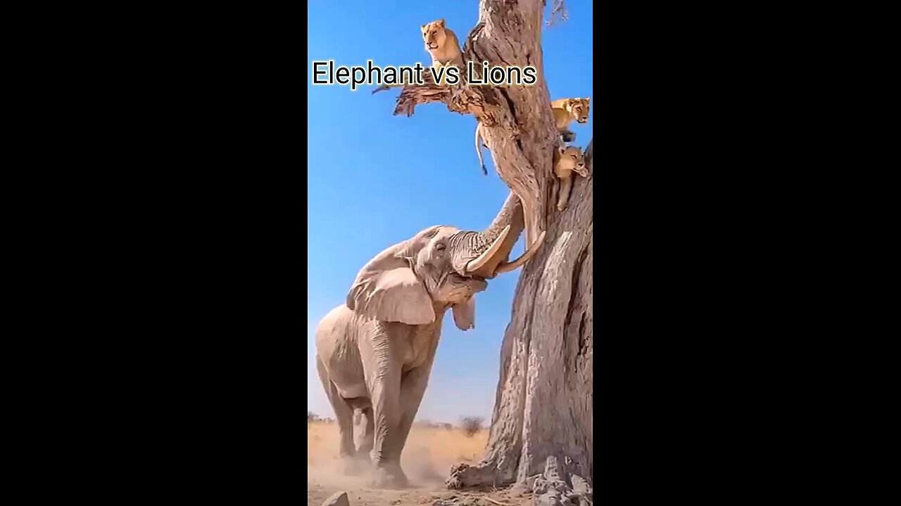 elephant's power| elephant vs lions