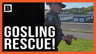Gosling Rescue! Man Driving without License Pulled Over After Snatching Baby Bird